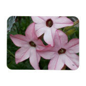Nicotinia Star Blume Magnet (Horizontal)
