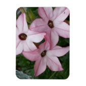 Nicotinia Star Blume Magnet (Vertikal)