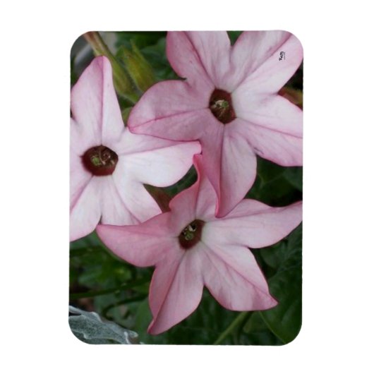 Nicotinia Star Blume Magnet (Vertikal)