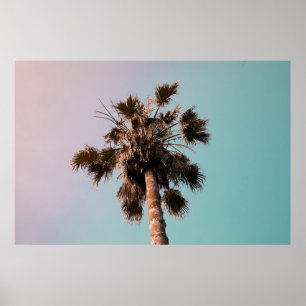 Nieder-Winkel-Fotografie der Palm-Pflanze Poster