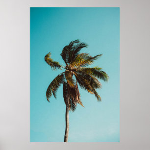 Nieder-Winkel-Fotografie von Kokospalmen Poster