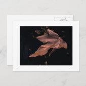 "Niedergeworfenes Platane-Blatt " Postkarte (Vorne/Hinten)