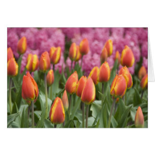 Niederlande (alias Holland), Lisse. Keukenhof