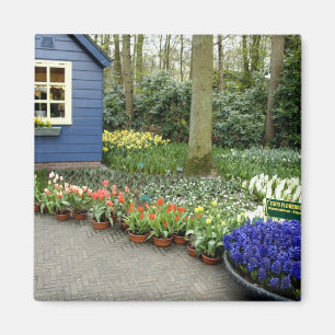 Niederlande alias Holland), Lisse. Keukenhof 11 Magnet