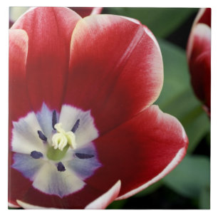 Niederlande (alias Holland), Lisse. Keukenhof 3 Fliese