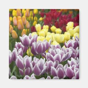 Niederlande alias Holland), Lisse. Keukenhof 3 Magnet