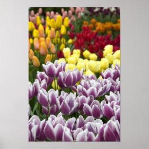 Niederlande alias Holland), Lisse. Keukenhof 3 Poster