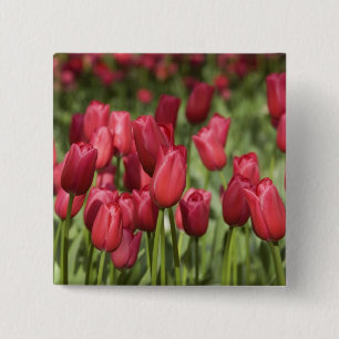 Niederlande (alias Holland), Lisse. Keukenhof 4 Button