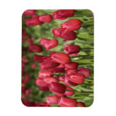 Niederlande (alias Holland), Lisse. Keukenhof 4 Magnet (Vertikal)