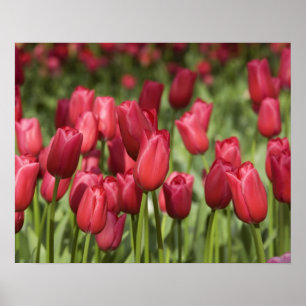 Niederlande (alias Holland), Lisse. Keukenhof 4 Poster