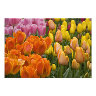 Niederlande alias Holland), Lisse. Keukenhof 5 Fotodruck