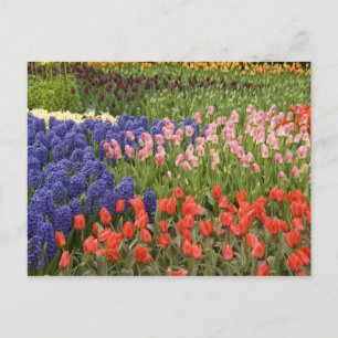 Niederlande alias Holland), Lisse. Keukenhof 9 Postkarte