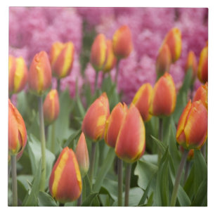 Niederlande (alias Holland), Lisse. Keukenhof Fliese