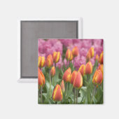 Niederlande (alias Holland), Lisse. Keukenhof Magnet (Vorderseite/Rückseite)
