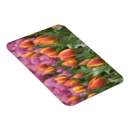 Niederlande (alias Holland), Lisse. Keukenhof Magnet (Rechte Seite)