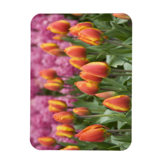 Niederlande (alias Holland), Lisse. Keukenhof Magnet (Vertikal)