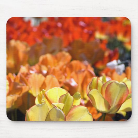 Niederlande alias Holland), Lisse. Keukenhof Mousepad (Vorne)