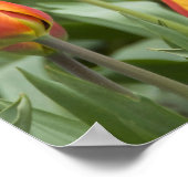 Niederlande (alias Holland), Lisse. Keukenhof Poster (Ecke)