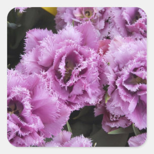 Niederlande (alias Holland), Lisse. Keukenhof Quadratischer Aufkleber