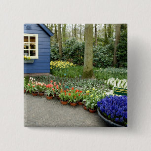 Niederlande (auch bekannt als Holland), Lisse. Keu Button