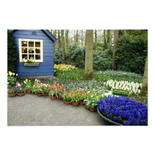 Niederlande (auch bekannt als Holland), Lisse. Keu Fotodruck