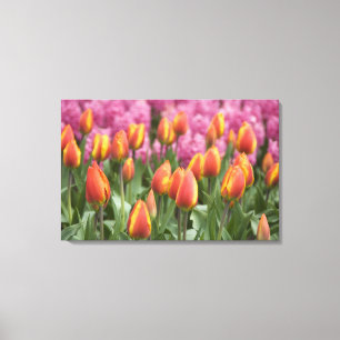 Niederlande (auch bekannt als Holland), Lisse. Keu Leinwanddruck