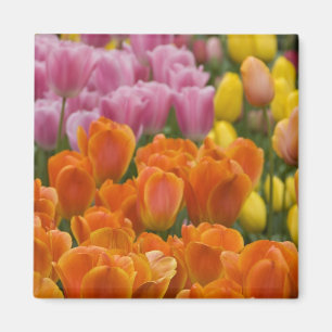 Niederlande, auch bekannt als Holland), Lisse. Keu Magnet