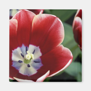 Niederlande (auch bekannt als Holland), Lisse. Keu Magnet