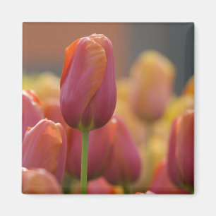 Niederlande (auch bekannt als Holland), Lisse. Keu Magnet