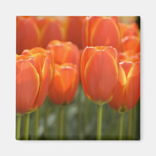 Niederlande, auch bekannt als Holland), Lisse. Keu Magnet