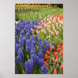 Niederlande, auch bekannt als Holland), Lisse. Keu Poster