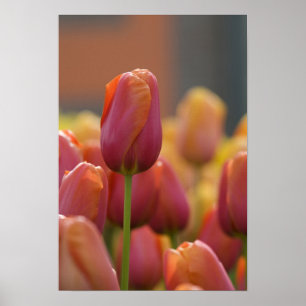Niederlande (auch bekannt als Holland), Lisse. Keu Poster