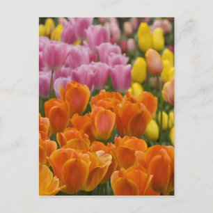 Niederlande, auch bekannt als Holland), Lisse. Keu Postkarte