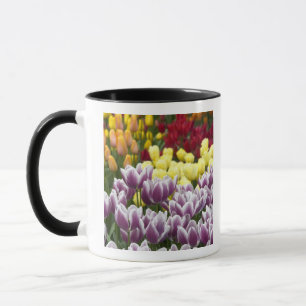 Niederlande (auch bekannt als Holland), Lisse. Keu Tasse