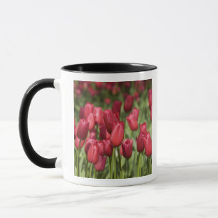 Niederlande (auch bekannt als Holland), Lisse. Keu Tasse