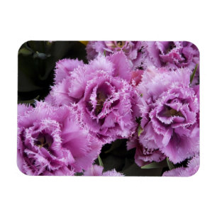 Niederlande (auch Holland genannt), Lisse. Keukenh Magnet