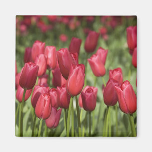 Niederlande (auch Holland genannt), Lisse. Keukenh Magnet