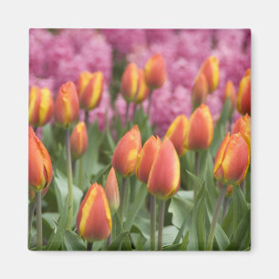 Niederlande (auch Holland genannt), Lisse. Keukenh Magnet