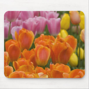 Niederlande (auch Holland genannt), Lisse. Keukenh Mousepad