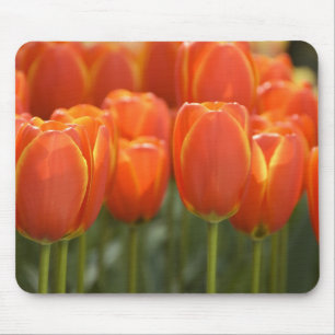 Niederlande (auch Holland genannt), Lisse. Keukenh Mousepad