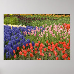 Niederlande (auch Holland genannt), Lisse. Keukenh Poster
