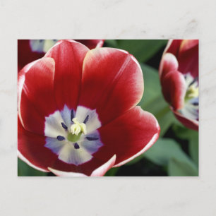 Niederlande (auch Holland genannt), Lisse. Keukenh Postkarte