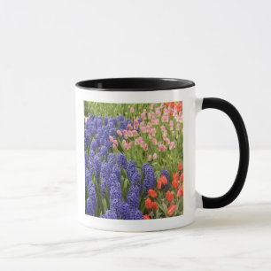 Niederlande (auch Holland genannt), Lisse. Keukenh Tasse