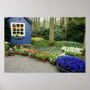 Niederlande (auch Holland), Lisse. Keukenhof 11 Poster