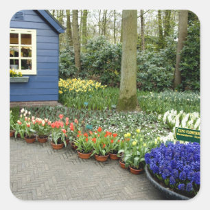 Niederlande (auch Holland), Lisse. Keukenhof 11 Quadratischer Aufkleber