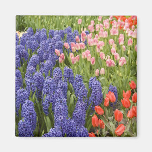 Niederlande (auch Holland), Lisse. Keukenhof 2 Magnet