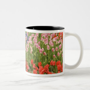 Niederlande (auch Holland), Lisse. Keukenhof 8 Zweifarbige Tasse