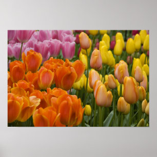 Niederlande (auch Holland), Lisse. Keukenhof 9 Poster