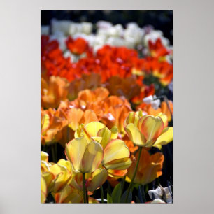 Niederlande (auch Holland), Lisse. Keukenhof Poster