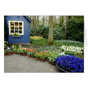 Niederlande (Holland), Lisse. 11